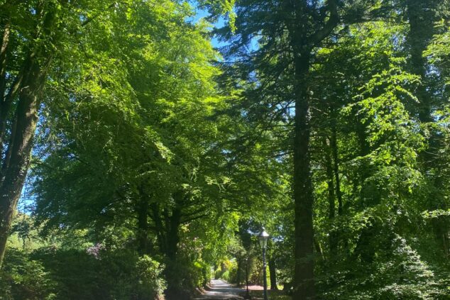 Cilrhiw Country House Woods - image 3